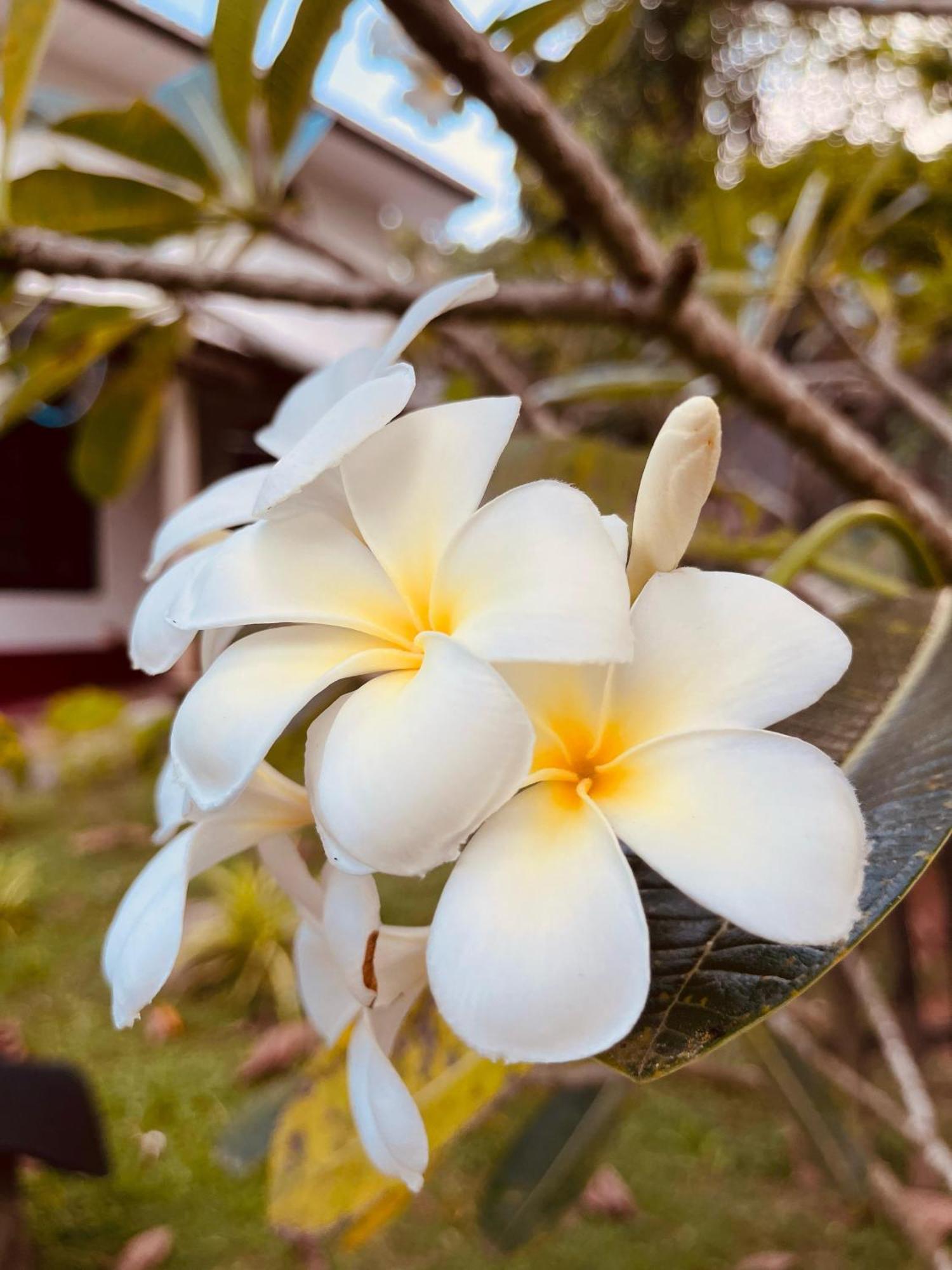 Unawatuna White Villa Extérieur photo